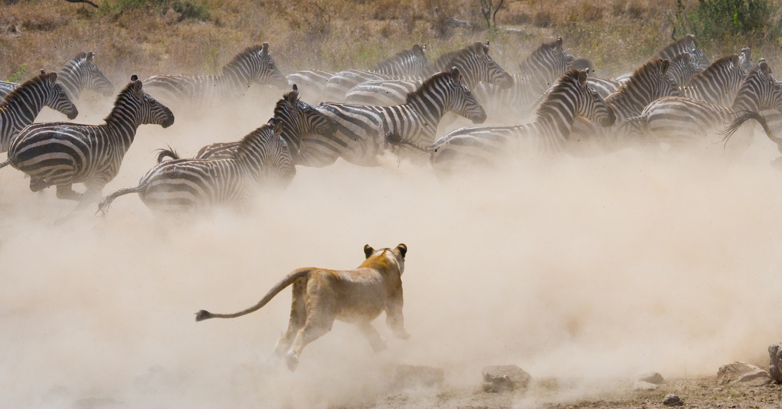 Kenya Safari & Beach: Why It’s the Best Combo Holiday for 2025