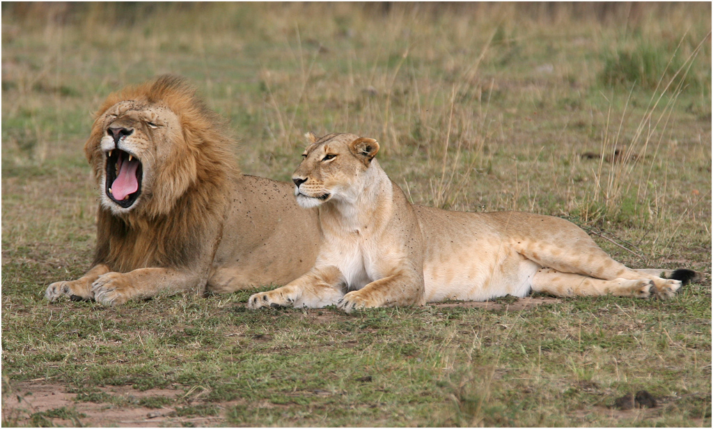 Maasai Mara National Reserve